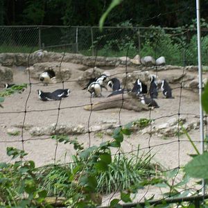 suatergartens-penguins