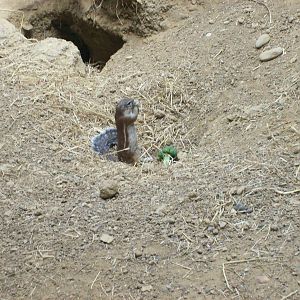 unknown ground squirrel and the etosha house