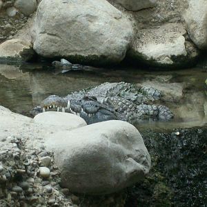 gamgoas-nile crocodile