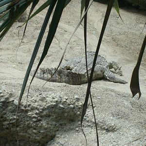 gamgoas- nile crocodile