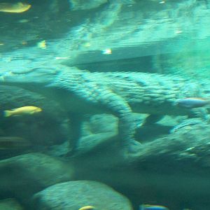 gamgoas- nile crocodile