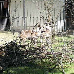 lesser kudu at antilope house