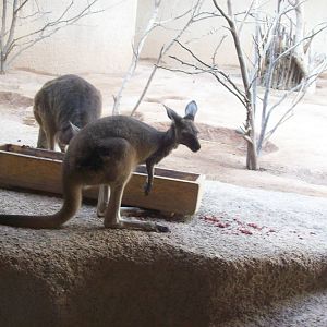 indoor kangaroo exhibit