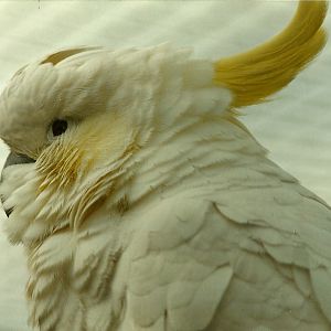Lesser Sulphur-crested Cockatoo 4th March 1995