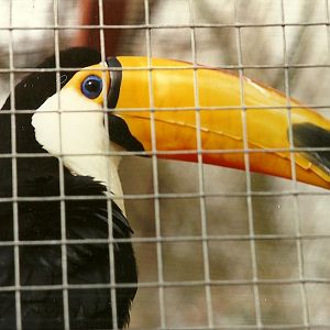 Toco Toucan 4th March 1995