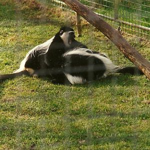Black and White Colobus 4th March 1995