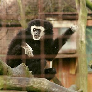 Lar Gibbon 4th March 1995