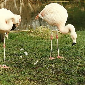 Chilean Flamingos 4th March 1995