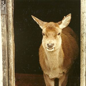 Venerable Red Deer hind 4th March 1995