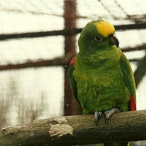 Yellow-crowned Amazon 4th March 1995