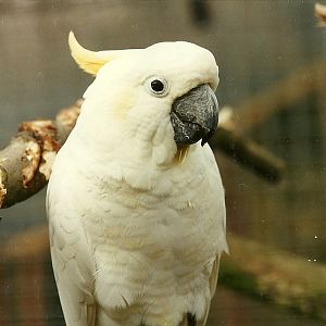 Lesser Sulphur-crested Cockatoo 4th March 1995