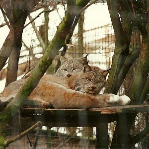 Canadian Lynx 4th March 1995
