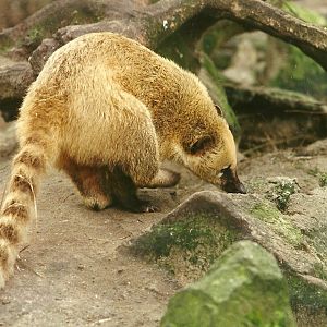 Ring-tailed Coati 4th March 1995