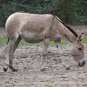 Kulan (Equus hemionus kulan)