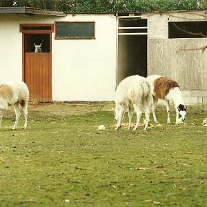 Llamas 4th March 1995