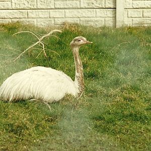 Greater Rhea 4th March 1995