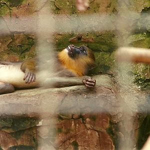 Mandrill 4th March 1995