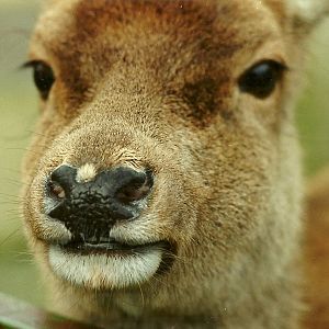 Venerable Red Deer hind 4th March 1995