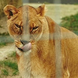 African Lioness 4th March 1995