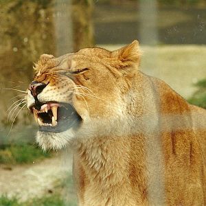 African Lioness 4th March 1995