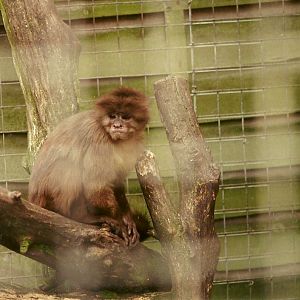 Weeper Capuchin 4th March 1995