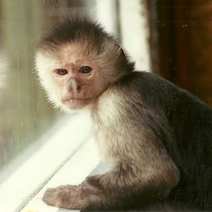 Capuchin 4th March 1995
