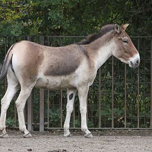 Eastern Kiang (Equus kiang holdereri)