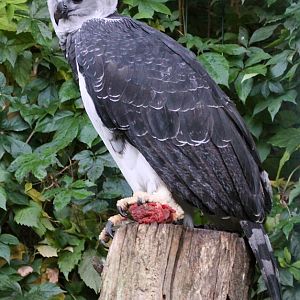 Harpy Eagle (Harpia harpyja)