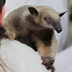 southern tamandua - 3 months