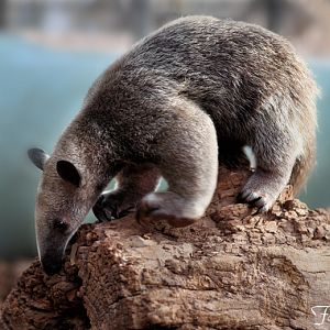 southern tamandua - 3 months