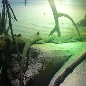 Mangrove Monitor Lizards, 4 December 2012