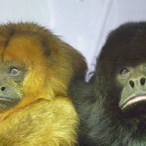 Black Howler Monkeys, 4 December 2012