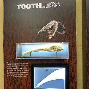 Please move to Smithsonian Zoo album