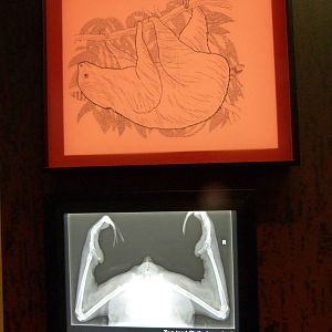 Please move to Smithsonian Zoo gallery