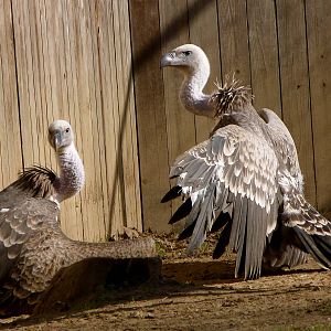 Vultures - Cheetah Conservation Station - 12-4-12