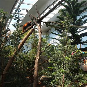 Yangtze River - Giant Panda Forest