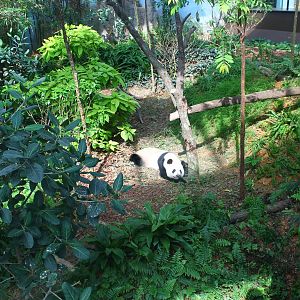 Yangtze River - Giant Panda Forest