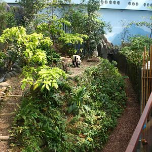 Yangtze River - Giant Panda Forest