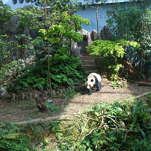 Yangtze River - Giant Panda Forest