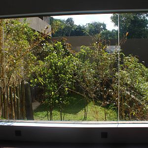 Yangtze River - Giant Panda Forest