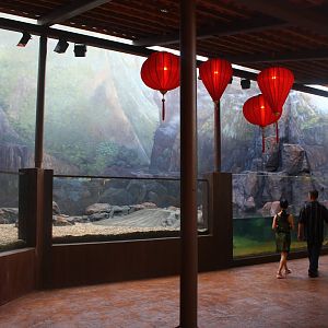 Yangtze River - Chinese Alligator exhibit