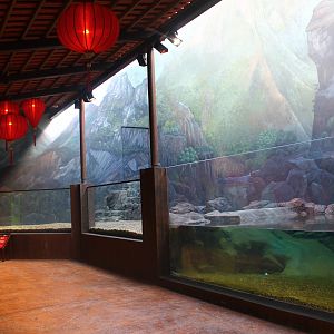 Yangtze River - Chinese Alligator exhibit