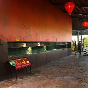 Yangtze River - Chinese Giant Salamander exhibit