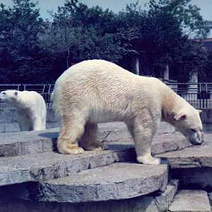 Polar bears Artis zoo about 1994