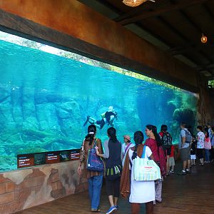 Mekong River - Giant Catfish and Giant Stingray exhibit