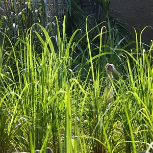 Mekong River - Paddy Field exhibit