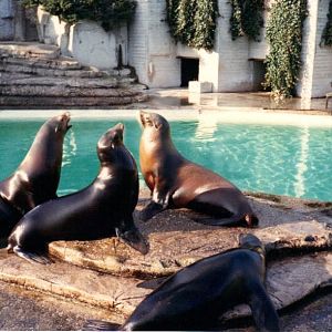 sealions_amsterdam_1994