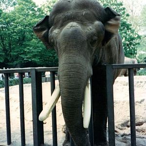 Old_Bull_ast_Artis_May_1990