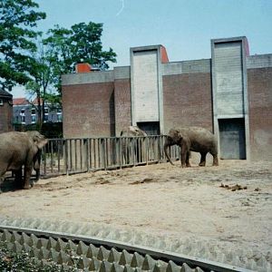 asian_elephants_Artis_1990