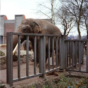 bull_enclosure_1990